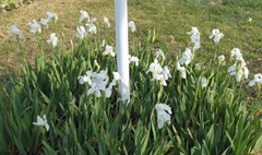 white irises feb 2013