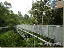 Canopy walk Canopy walk