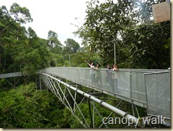 Canopy walk