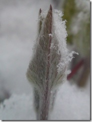 Muguri de clematis cu zapada