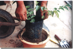 image image