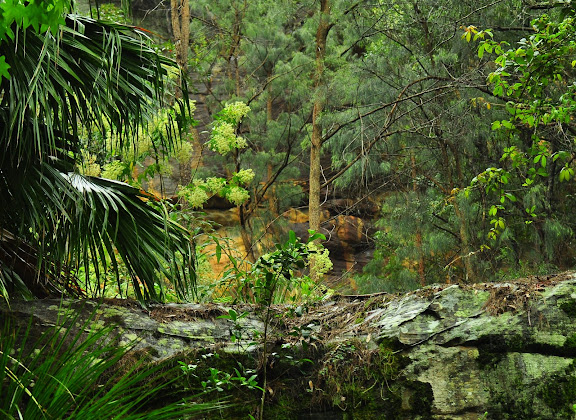 Hétérocères d'Australie - Au-dessus du jardin. Umina Beach, 17 novembre 2010. Photo : Barbara Kedzierski