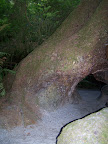 california_sequoia