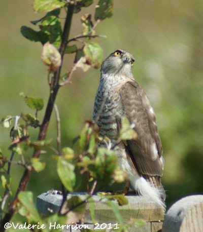[1%2520sparrowhawk-2%255B2%255D.jpg]
