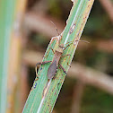 Lupine Bug