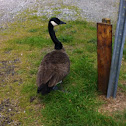 Canada goose