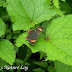 Lycaenidae%25252c%252520heliophorus%252520brahma%25252c%252520golden%252520sapphire