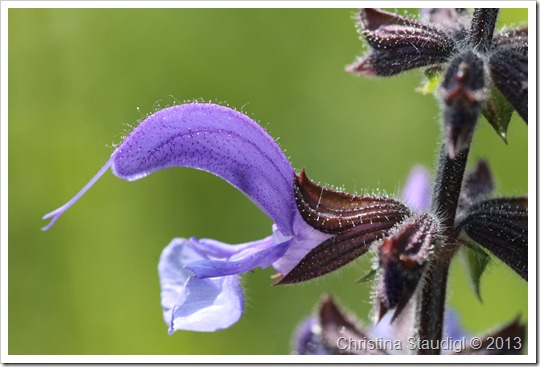 Salvia pratensis Salvia pratensis