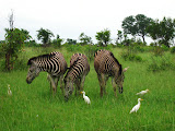 South Africa - 057.JPG