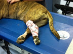 A few scrapes and scratches had to be bandaged up.