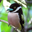 Black-And Yellow Broadbill-03.JPG