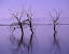 barnes - Yellowstone%252520Lake.jpg