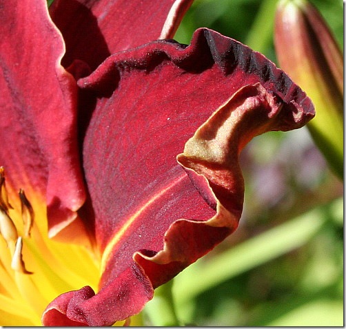 garden-daylily-ed-m-petal-3-aug08 garden-daylily-ed-m-petal-3-aug08
