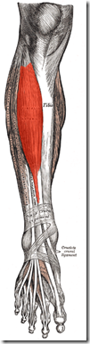 Tibialis anterior