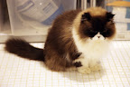 Long haired cats like Persians and Himaylans actually have three layers of hair called guard hair, awn, and down.  The short guard hairs shed and can get tangled with the longer down hairs, causing mats, like dreadlocks!