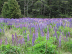 Scenic drive to Milford- lupine field