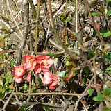 Chaenomeles japonica - Cognassier du Japon