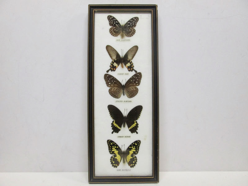Entomology Plaque