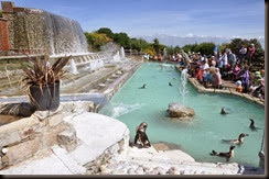 Penguin Pool 5 July 2010 Penguin Pool 5 July 2010