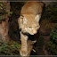 – Luchs – Luchs