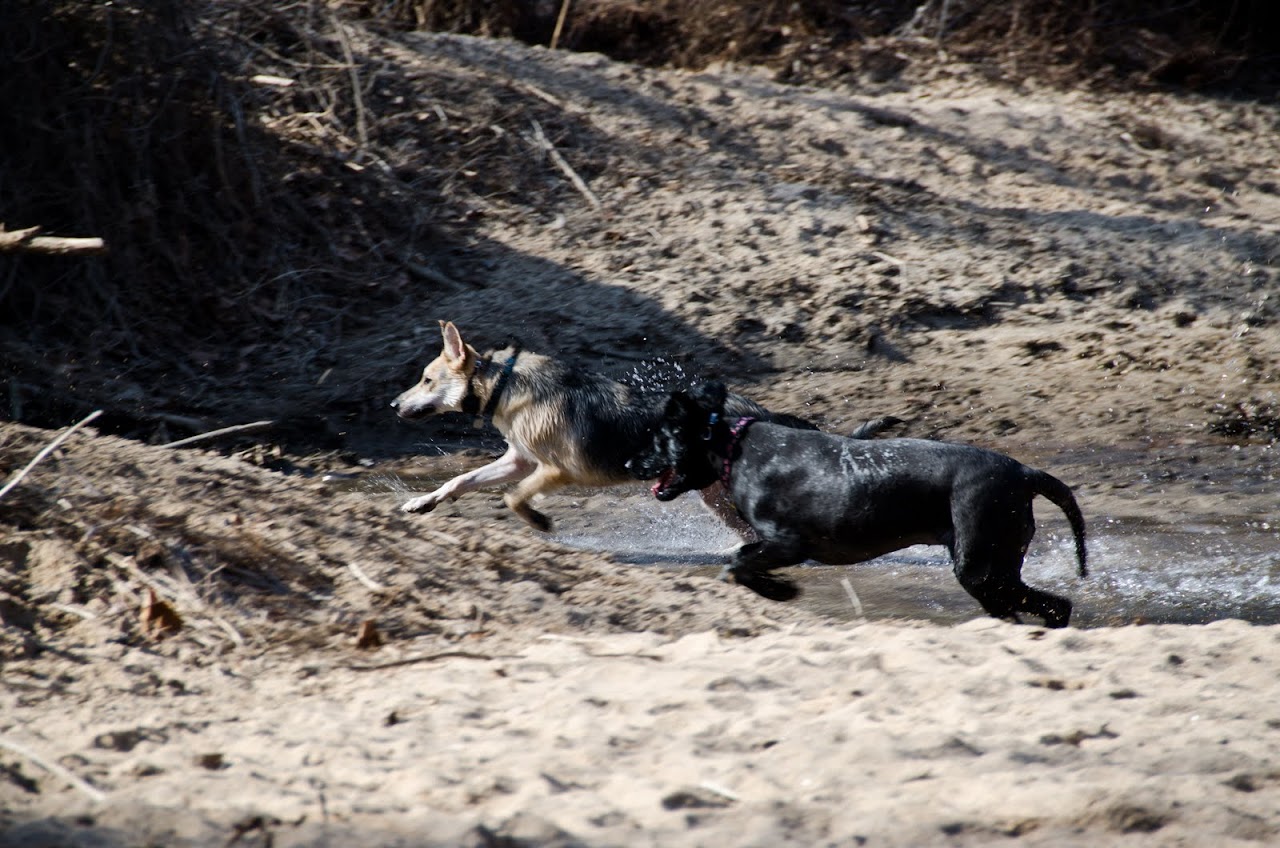 Dogs playing at Herbert Taylor park beach