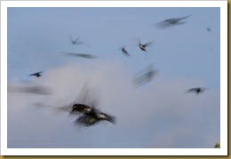 Tree Swallow Swarm blur D7K_4121 August 18, 2011 NIKON D7000