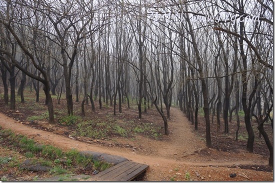 철천지DSC09899-20120423-083355 철천지DSC09899-20120423-083355
