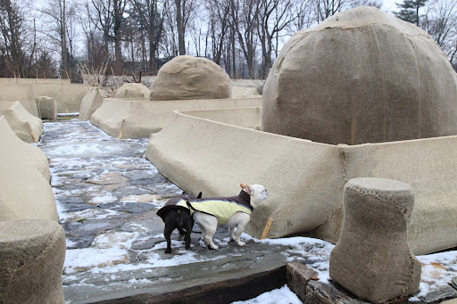 And Francesca, the burlap is still nice and taut on its frames.  We wouldn't want any of Martha's beautiful shrubs to be damaged by winter's cold and heavy snow!