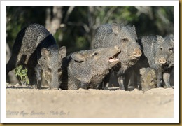  collared peccary (Tayassu tajacu