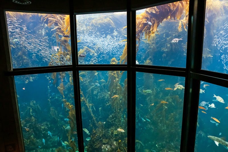 aquarium-8
