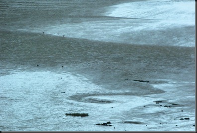 estuary 007
