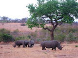 A nice pictures of the rhinos at sunset. South Africa - 489.jpg