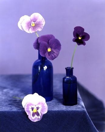 Pansies and violas in blue vases. (Martha Stewart Living)