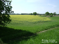 dsc06823.jpg