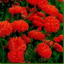 Emilia coccinea