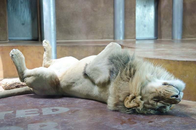 [zoo-15%255B9%255D.jpg]