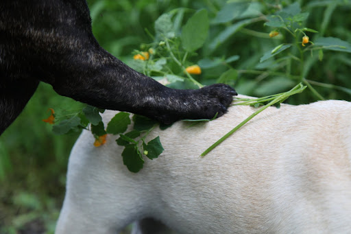 Not the flowers, Sharkey, but the juice inside the jewelweed plant.  It's a natural remedy for insect bites.  It'll help soothe your back and reduce the swelling.  I'll just massage it in.