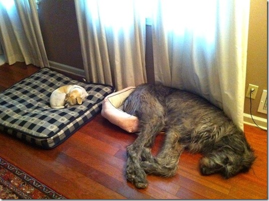 tired-cute-animals-11