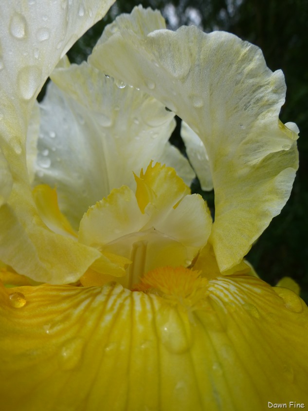 [flowersbirds_103.jpg]