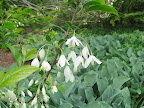Flowers of Styrax japonica. We're about to enter Chanticleer's Asian woods - a shady streamside garden full of botanical delights.