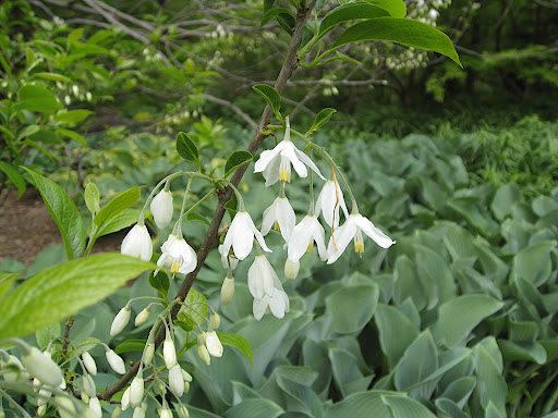 Flowers of Styrax japonica. We're about to enter Chanticleer's Asian woods - a shady streamside garden full of botanical delights.