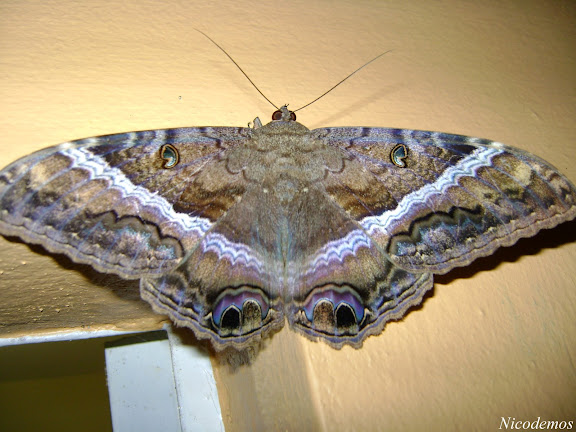 Noctuidae : Ascalapha odorata (LINNAEUS, 1758), femelle. Pitangui (MG, Brésil), 27 avril 2009. Photo : Nicodemos Rosa