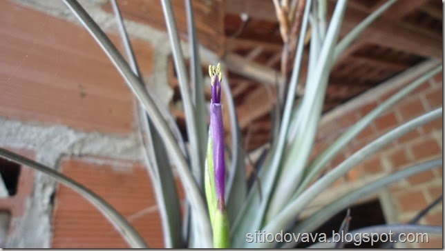 flor da bromélia