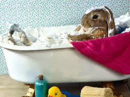 Kelinci Sekarang Kelinci Bisa Diasuransikan