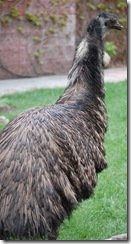 aviary7
