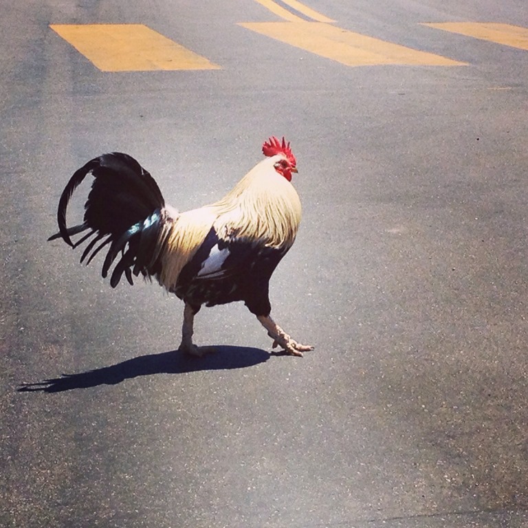 [Why%2520Did%2520the%2520Chicken%2520Cross%2520the%2520Road%255B4%255D.jpg]