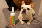 We Frenchies don't have problems with tangles as we have easy to manage short hair, but the thickness and length of Chow Chow fur can cause mats!  Let's use this natural botanical conditioning spray to make it easier to brush him!