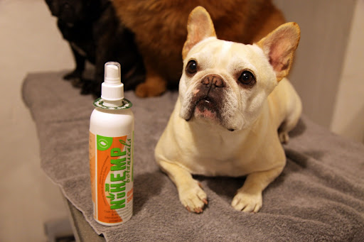 We Frenchies don't have problems with tangles as we have easy to manage short hair, but the thickness and length of Chow Chow fur can cause mats!  Let's use this natural botanical conditioning spray to make it easier to brush him!