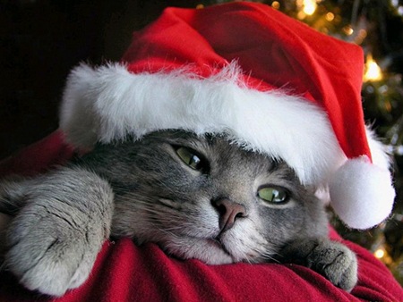 christmas-cat-wallpaper-l