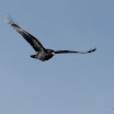 Fur and feathers 136.jpg
